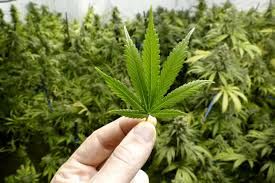 marihuana